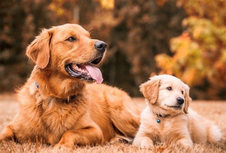 Kaiser & Pup